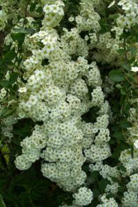 Tavolník popelavý Grefsheim (Spiraea x cinerea)