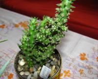 Opuncie větévnatá (Opuntia subulata)