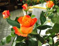 Výstava růží - Hortis Židlochovice