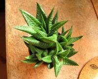 Havortie (Haworthia limifolia)