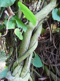 Podražec velkolistý (Aristolochia durior)