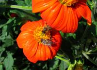 Titonie okrouhlolistá - Květ (Tithonia rotundifolia)