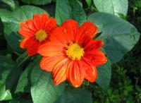 Titonie okrouhlolistá - Květ (Tithonia rotundifolia)