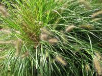 Dochan psárkovitý (Pennisetum alopecuroides)