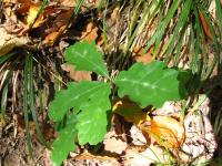 Dub zimní (Quercus petraea)