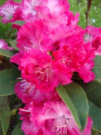 Pěnišník (Rhododendron)