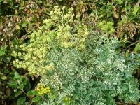 Routa vonná (Ruta graveolens)