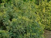 Routa vonná (Ruta graveolens)