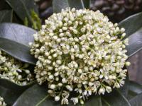 Skimie japonská (Skimmia japonica)