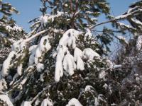 Borovice - větve v zimě (Pinus)