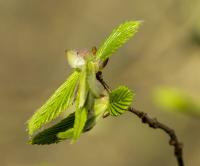 Habr obecný (Carpinus betulus)