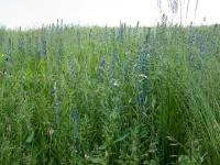 Hadinec obecný (Echium vulgare)