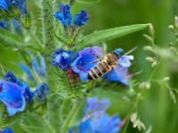Hadinec obecný (Echium vulgare)