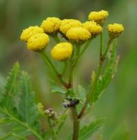 Vratič obecný (Tanacetum vulgare)