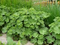 Kontryhel měkký (Alchemilla mollis)