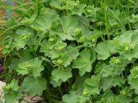 Kontryhel měkký (Alchemilla mollis)