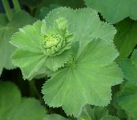 Kontryhel měkký (Alchemilla mollis)
