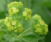Kontryhel měkký (Alchemilla mollis)