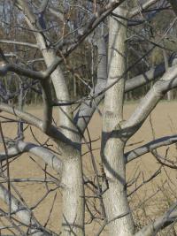 Ořešák královský (Juglans regia)