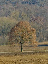 Lípa velkolistá (Tilia platyphyllos)