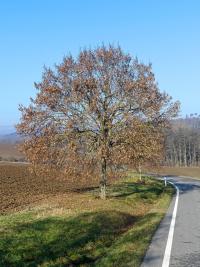 Lípa velkolistá (Tilia platyphyllos)