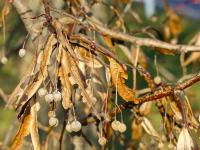 Lípa velkolistá (Tilia platyphyllos)