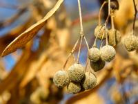 Lípa velkolistá (Tilia platyphyllos)