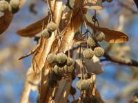 Lípa velkolistá (Tilia platyphyllos)