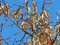 Lípa velkolistá (Tilia platyphyllos)