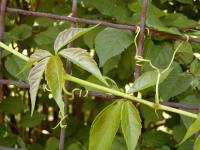 Parthenocissus quinquefolia přísavník pětilistý, psí víno listy Parthenocissus quinquefolia přísavník pětilistý, psí víno listy