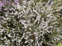 Vřesovec pleťový (Erica carnea)