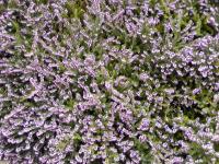 Vřesovec pleťový (Erica carnea)