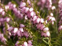 Vřesovec pleťový (Erica carnea)
