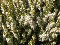 Vřesovec pleťový (Erica carnea)