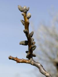 Ořešák královský (Juglans regia)