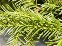 Tis červený (Taxus baccata)