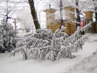 Tis červený (Taxus baccata)