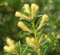 Tis červený (Taxus baccata)