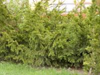 Tis červený (Taxus baccata)
