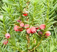 Tis červený (Taxus baccata)