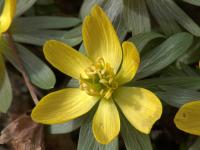 Talovín zimní (Eranthis hyemalis)