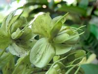 Čemeřice korsická (Helleborus argutifolius) Čemeřice korsická (Helleborus argutifolius)