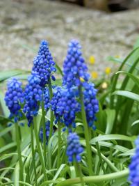 Modřenec širolistý (Muscari botryoides)