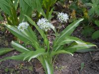 Česnek medvědí (Allium ursinum)