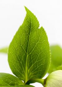 Čemeřice východní (Helleborus orientalis)