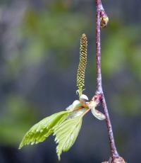 Bříza (Betula)