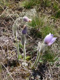 Koniklec velkokvětý (Pulsatilla grandis)