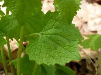 Česnáček lékařský (Alliaria petiolata)