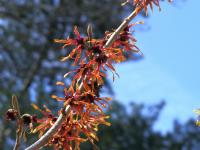 Vilín prostřední 'Diane' (Hamamelis x intermedia)