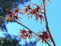Vilín prostřední 'Diane' (Hamamelis x intermedia)
